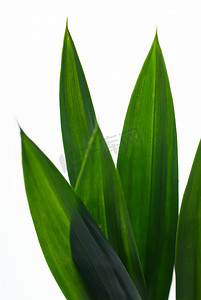 绿色的气味摄影照片_背景中的新鲜香兰叶