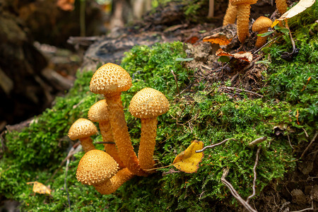 有鳞的摄影照片_森林中倒下的树干上的一群美丽的蘑菇 pholiota flammans — 图片