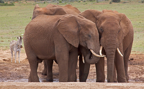 大象耳朵摄影照片_非洲大象