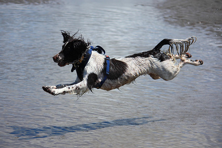 工作型英国史宾格犬宠物猎犬在 san 上跳跃
