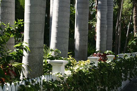 棕榈树干摄影照片_树干和白色尖桩篱栅。