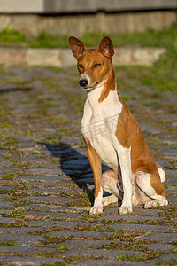 小型猎犬品种 Basenji