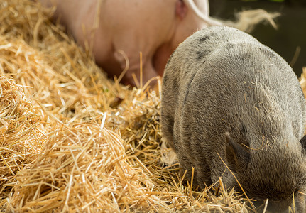 两只猪在稻草里找食物