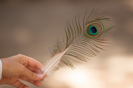 漂亮的彩色孔雀羽毛，背景模糊