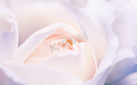 白玫瑰花蕾的宏观拍摄