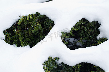 雪冬下的红豆杉灌木常绿树枝