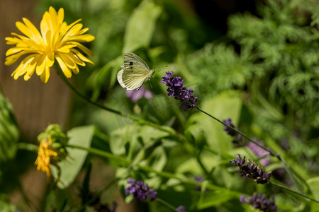 一只美丽的蝴蝶在狂放的庭院里