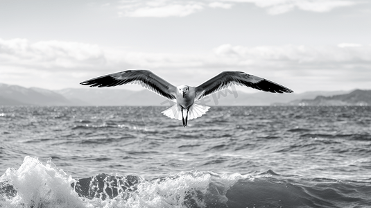 黑白海摄影照片_白天飞过海面的黑白相间的鸟