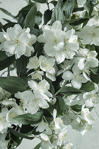 茉莉仙子摄影照片_茉莉花枝上美丽精致的白花
