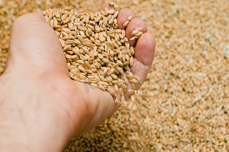 小麦粒在手中