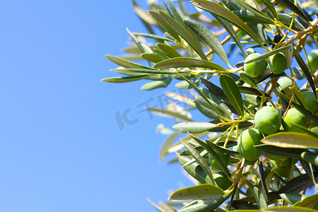 树枝上的橄榄