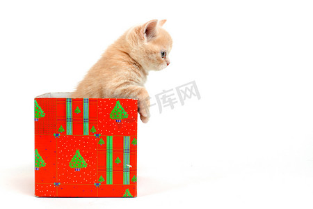 礼物盒里的猫