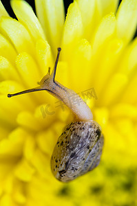 关闭黄色菊花上的蜗牛