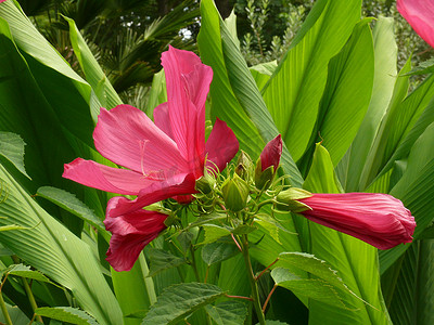 蜘蛛百合开花