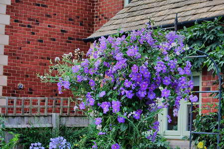 蓝紫色花摄影照片_美丽的蓝紫色花朵