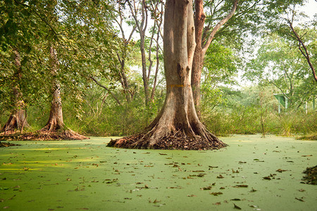 png绿水摄影照片_鸟类保护区湖中的绿水藻类