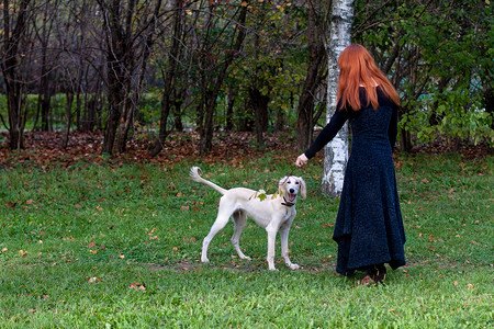 黑色和白色的树摄影照片_女孩和小狗