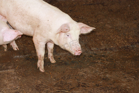 农商银行图标摄影照片_农场里的猪