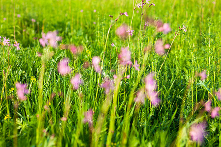 衣衫褴褛的知更鸟 (Lychnis flos-cuculi) 花