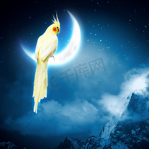 魔法鸟摄影照片_坐在月亮上的鹦鹉