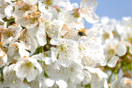 翅膀大翅膀摄影照片_大黄蜂在樱桃树的花丛中