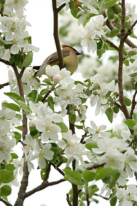 太平logo摄影照片_在树的黄色雪松太平鸟