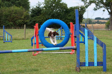 国史摄影照片_工作型英国史宾格犬宠物猎犬跳跃 ag