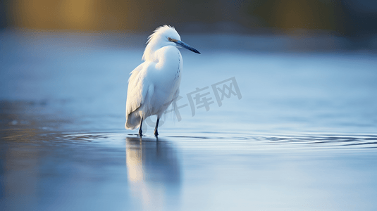 一只站在水中的白色小鸟