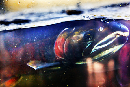 Fear Chinook Coho Salmon Close Up Issaquah Hatchery Washington