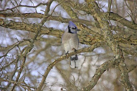 冠蓝鸦 (Cyanocitta cristata)