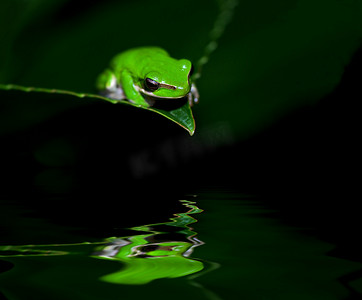 绿色小青蛙摄影照片_沉思中的小青蛙