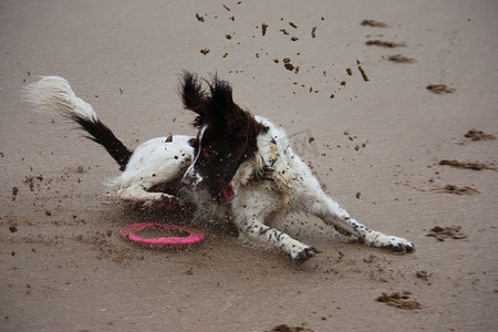 国史摄影照片_在 sa 上奔跑的工作型英国史宾格犬宠物猎犬