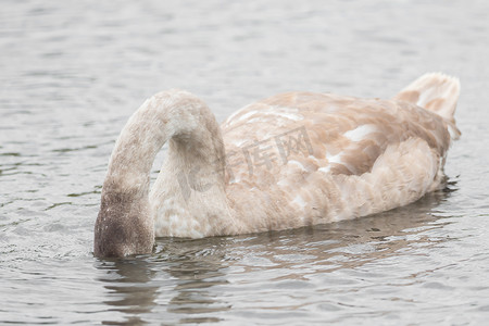 漂浮的羽毛摄影照片_一只美丽的天鹅在湖上游泳