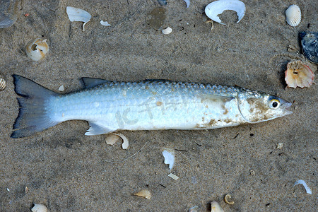 棕色的小鱼摄影照片_海滩上的死鱼