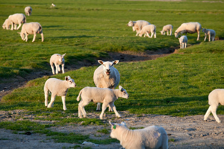 小羊摄影照片_羊妈妈带着小羊宝宝在牧场上