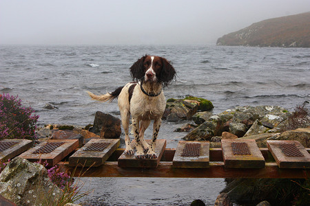 湿工作型英国史宾格犬站在桥上