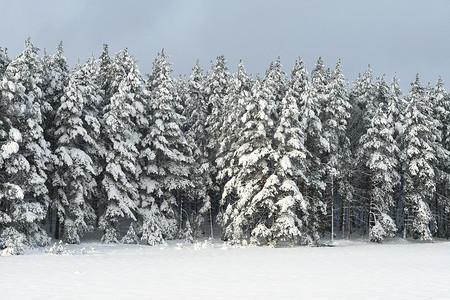 树群摄影照片_雪树群