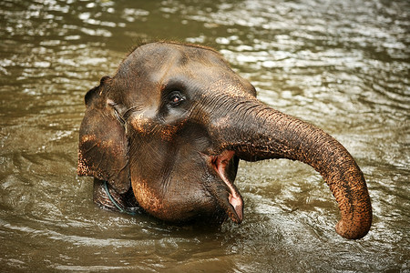 大象耳朵摄影照片_水中的大象