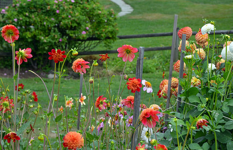 色彩缤纷夏日摄影照片_色彩缤纷的大丽花花园