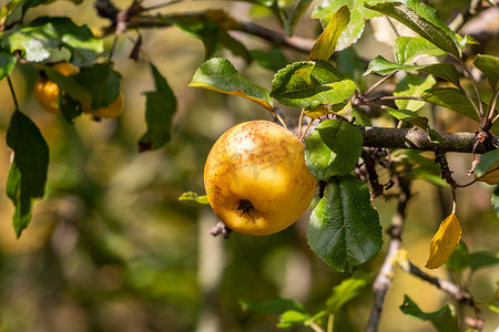 秋天苹果树枝上熟黄苹果的特写