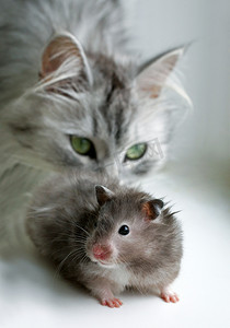 猫和仓鼠