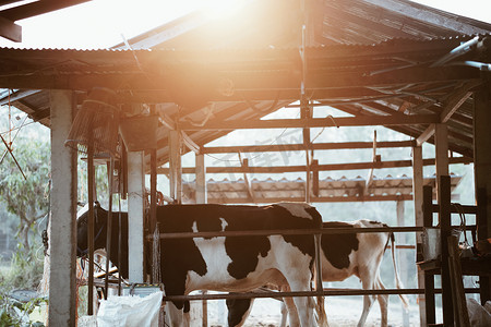 在奶牛场牛棚谷仓挤奶