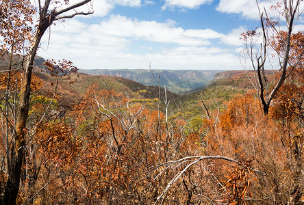 澳大利亚蓝山烧焦的树木
