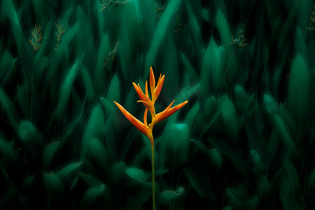 深绿色装饰摄影照片_橙色热带异国情调的花朵在茂密的叶子上绽放，深绿色的自然背景。