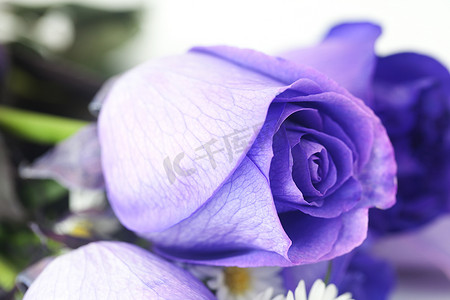 美丽的紫罗兰色玫瑰宏观背景