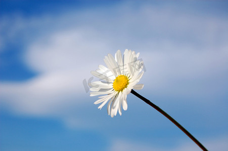 太阳蓝色天空摄影照片_春天蓝色天空下的雏菊