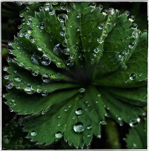 植物叶子上的水滴