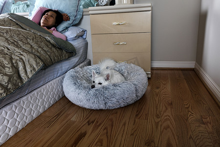 狗在夜间醒来，而在宠物床上，女人在后台睡觉