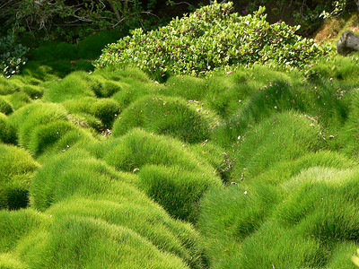 发光苔藓摄影照片_绿色苔藓
