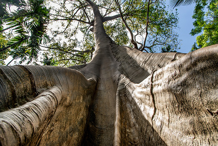 泰国乌泰他尼省 Ban Sanam 最大和最高的巨树的形象，从下往上拍摄，有选择的焦点。